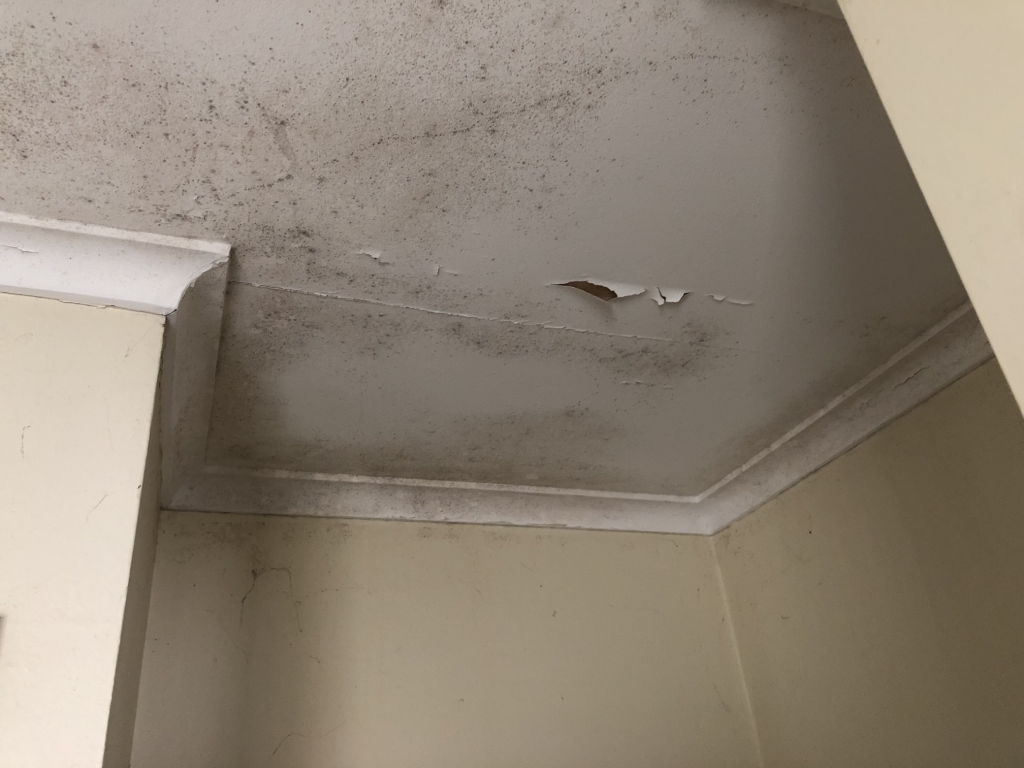 Mould Removal NSW