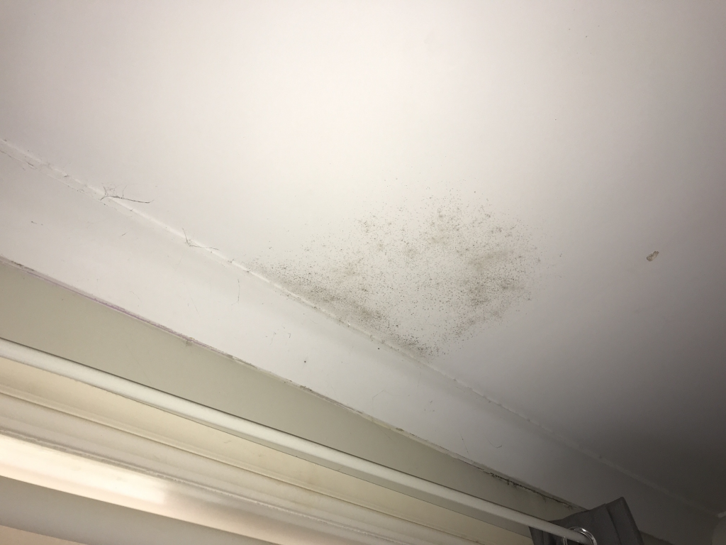 Mould Remediation NSW