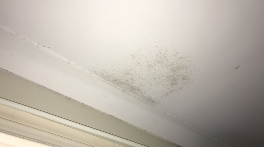 Hills Shire - Insurance Mould Removal 2