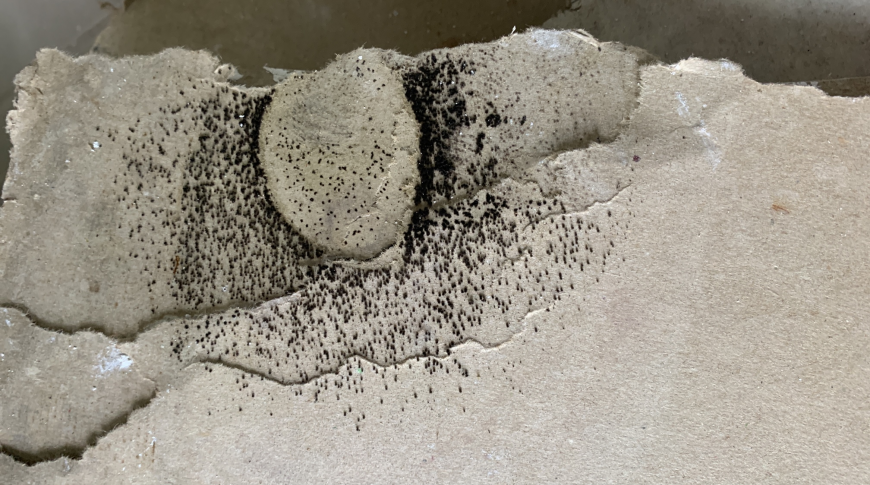 South East Melbourne - Insurance Mould Removal 2
